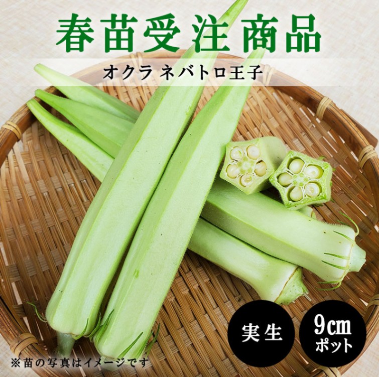 【春野菜苗受注予約】オクラ(実生)　ネバトロ王子　9.0cm×40本