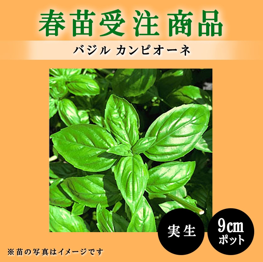 【春野菜苗受注予約】バジル(実生)　カンピオーネ　9.0cm×40本
