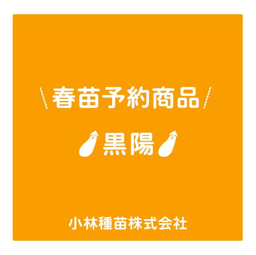 春野菜苗　ナス　黒陽　9.0cmポット×40本【2026年春苗予約】※3月下旬～出荷予定