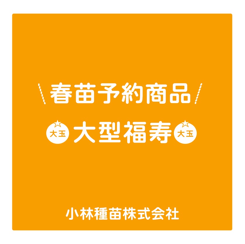 春野菜苗　トマト(接木)　大型福寿　9.0cmポット×40本【2026年春苗予約】※3月下旬～出荷予定