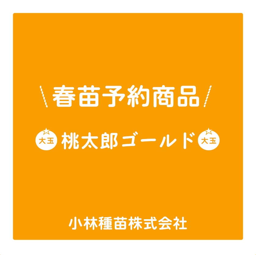 春野菜苗　トマト(接木)　桃太郎ゴールド　9.0cmポット×40本【2026年春苗予約】※4月上旬～5月下旬出荷予定