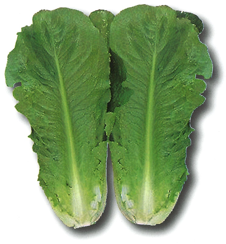 ツルタのタネ ロメインレタス種子 メルシー【取り寄せ注文】 | 小林