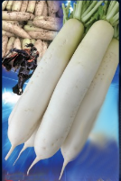 ナント種苗　ダイコン種子　褄切伝蔵【取り寄せ注文】