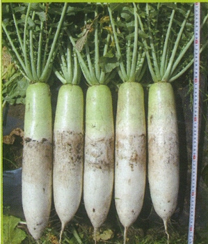 もみじスティック 1dl 大根 ダイコン だいこん 野菜種子 ミニ赤ダイコン「もみじスティック」 1dl（ナント種苗