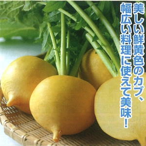 丸種 カブ種子 味こがね【取り寄せ注文】＊種子有効期限2026年5月末