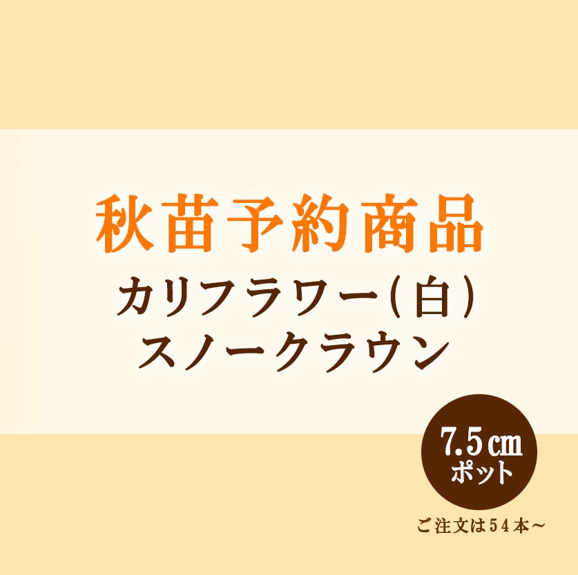 秋野菜苗　カリフラワー(白)　スノークラウン　7.5cmポット×54本【2026年秋苗予約】　※9旬中旬出荷予定