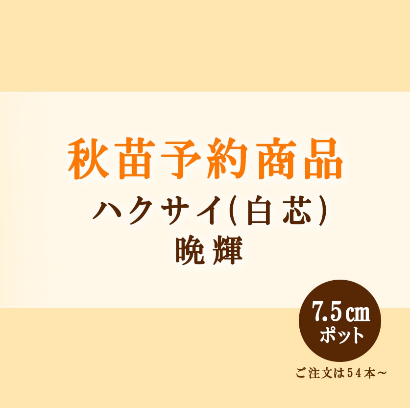 秋野菜苗　ハクサイ　晩輝　7.5cmポット×54本【2025年秋苗予約】　※10上旬～10月中旬出荷予定