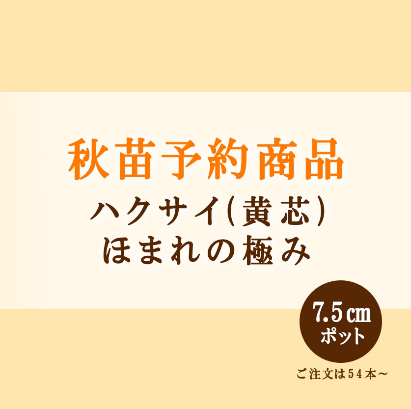 秋野菜苗　ハクサイ（黄芯)　ほまれの極み　7.5cmポット×54本【2025年秋苗予約】　※10中旬～10月下旬出荷予定