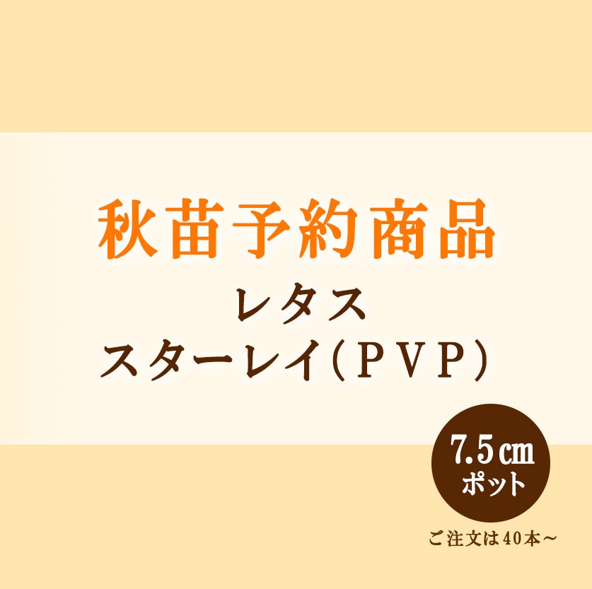 秋野菜苗　レタス　スターレイ(ＰＶＰ)　7.5cmポット×54本【2026年秋苗予約】　※10上旬～10月中旬出荷予定