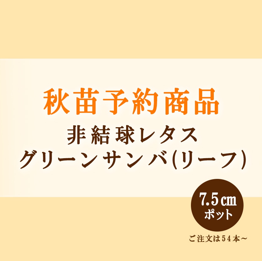 秋野菜苗　非結球レタス　グリーンサンバ(リーフ)　7.5cmポット×54本【2026年秋苗予約】　※9月中旬～10月上旬出荷予定