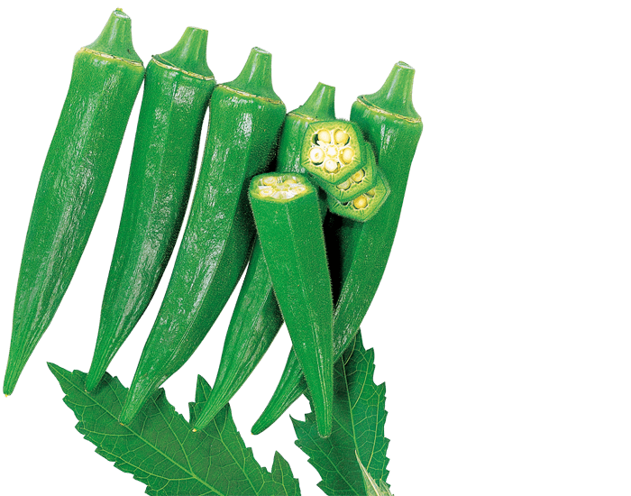 大和農園　オクラ種子　スイカバード【取り寄せ注文】【2026年春種予約商品】