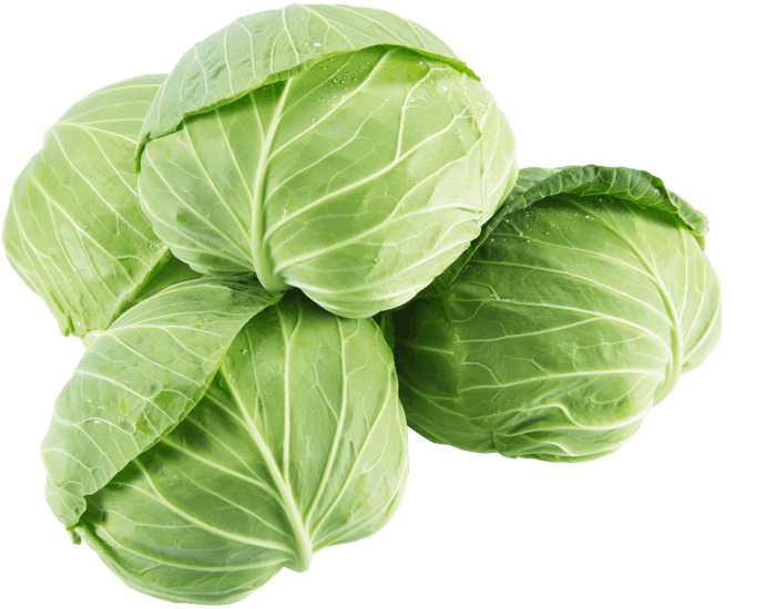 大和農園　キャベツ種子　かぎろひ【取り寄せ注文】【2026年春種予約商品】