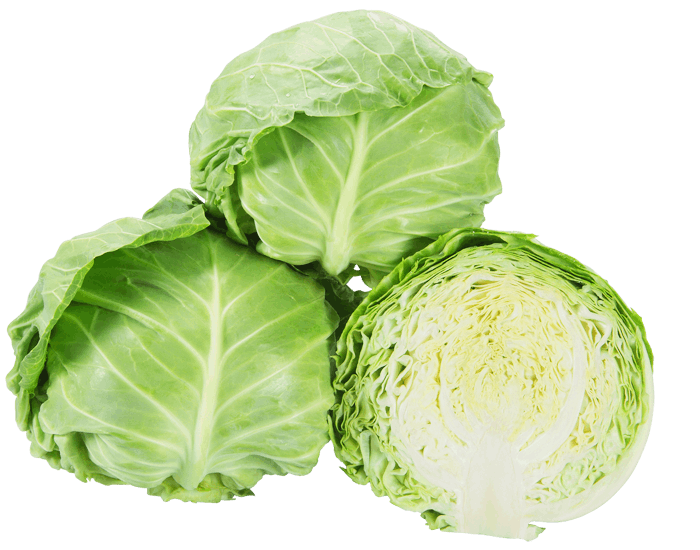 大和農園　キャベツ種子　ボールランナー【取り寄せ注文】