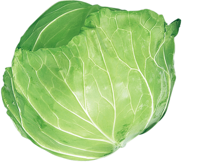 大和農園　キャベツ種子　春気分【取り寄せ注文】【2026年春種予約商品】