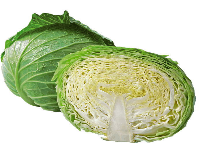 大和農園 キャベツ種子 翠緑【取り寄せ注文】【2026年春種予約商品】