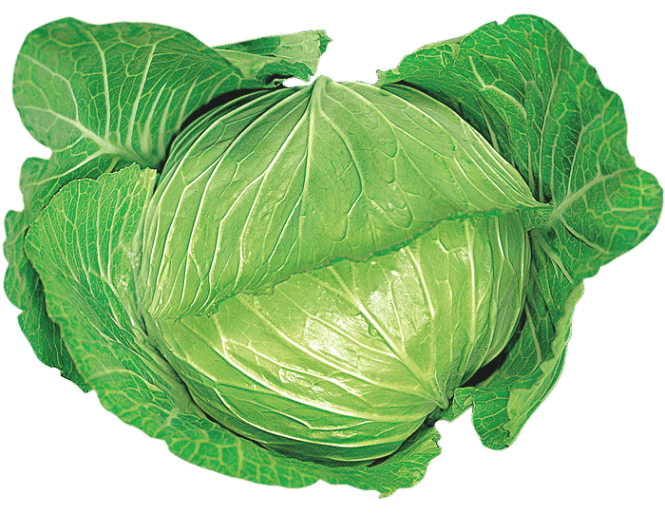 大和農園 キャベツ種子 柳生【取り寄せ注文】【2026年春種予約商品】