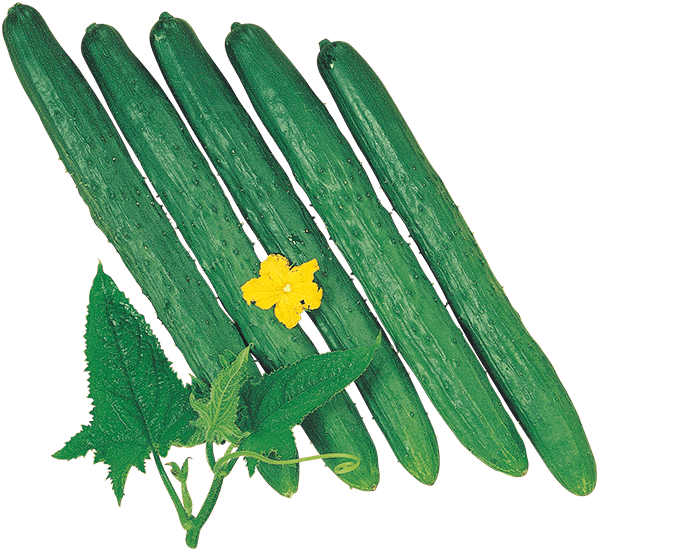 大和農園　キュウリ種子　あずま3号【取り寄せ注文】