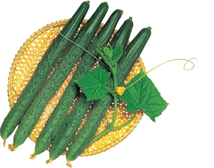 大和農園　キュウリ種子　にっぽん【取り寄せ注文】