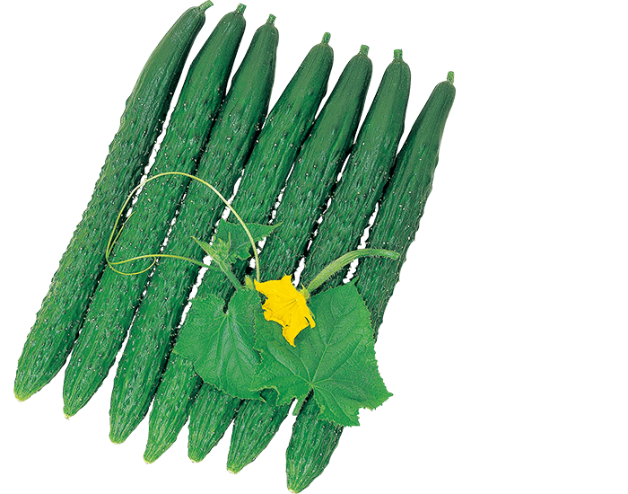 大和農園　キュウリ種子　リザーブ【取り寄せ注文】