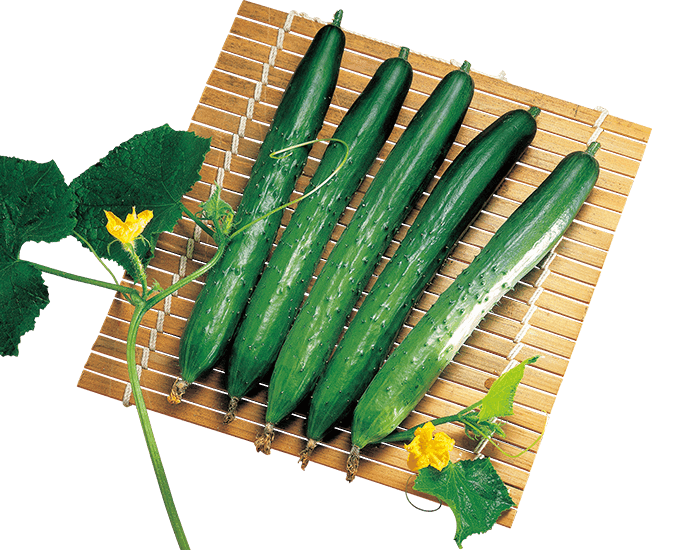 大和農園　キュウリ種子　新竜【取り寄せ注文】
