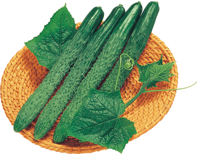 大和農園 キュウリ種子 全国四葉【取り寄せ注文】【2026年春種予約商品】