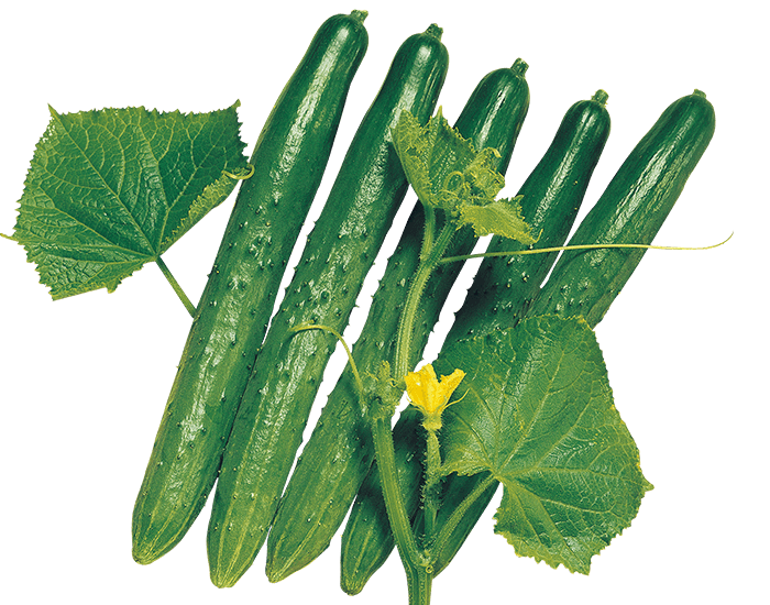 大和農園　キュウリ種子　飛竜【取り寄せ注文】