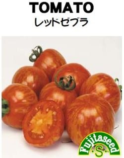 藤田種子　トマト種子　レッドゼブラトマト　20粒［T-21］【取り寄せ注文】【2026年春種予約商品】※2025年3月品切れ