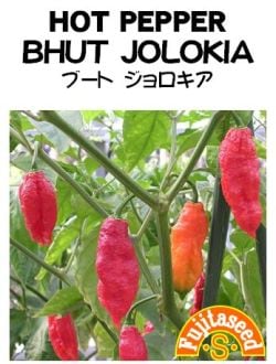 藤田種子　トウガラシ種子　ブートジョロキア　10粒[P-48]【取り寄せ注文】*種子有効期限2025年11月末