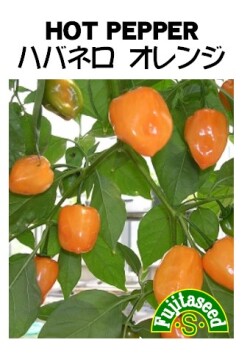 藤田種子　トウガラシ種子　ハバネロオレンジ　20粒[P-60]【取り寄せ注文】*種子有効期限2025年11月末