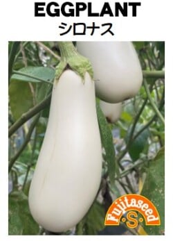藤田種子　ナス種子　シロナス　小袋(20粒)[K-19]【取り寄せ注文】【2026年春種予約商品】