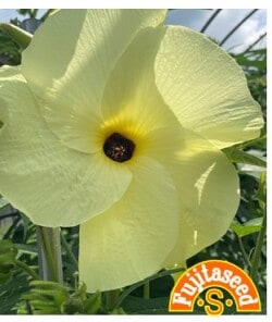 藤田種子 オクラ種子 花オクラ 小袋(1ml)[G-28]【取り寄せ注文】＊種子有効期限2026年5月末