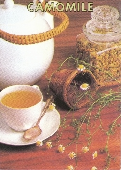 藤田種子　ハーブ種子　ジャーマンカモミール　小袋(0.2ml)[H-6]【取り寄せ注文】【2024品切れ】