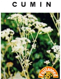 藤田種子 ハーブ種子 クミン 小袋(1ml)[H-14]【取り寄せ注文】
