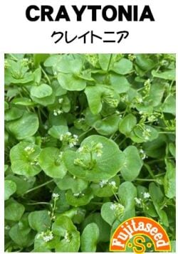 藤田種子　ハーブ種子　クレイトニア　小袋(0.1ml)[H-15]【取り寄せ注文】