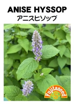 藤田種子　ハーブ種子　アニスヒソップ　小袋(0.2ml)[H-72]【取り寄せ注文】【2024品切れ】