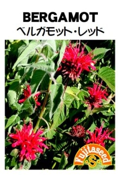 藤田種子 ハーブ種子 ベルガモット・レッド 小袋(0.05ml)[H-82]【取り寄せ注文】※品切れ(25/5)