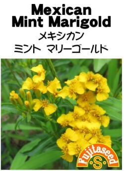 藤田種子　ハーブ種子　メキシカンミントマリーゴールド　小袋(0.5ml)[H-134]【取り寄せ注文】【2024品切れ】