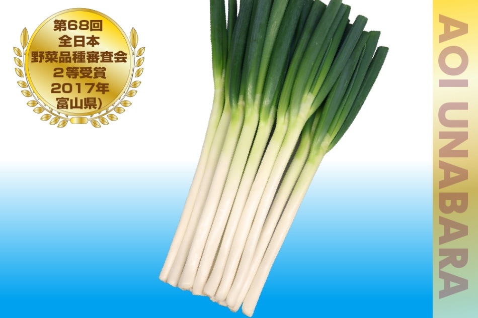 トキタ種苗　ネギ種子　碧い海原【取り寄せ注文】【秋種予約商品】