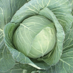 トキタ種苗 キャベツ種子 YR愛藍【取り寄せ注文】＊種子有効期限2026年4月末