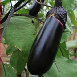 トキタ種苗　ナス種子　彩むらさき【取り寄せ注文】【2026年春種予約商品】