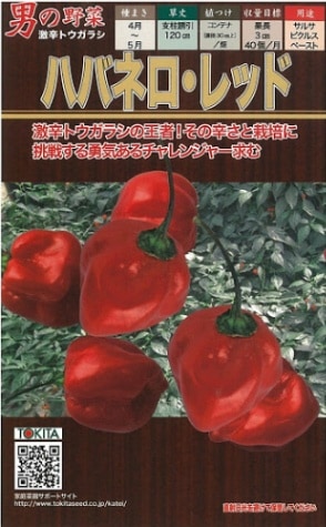 トキタ種苗　トウガラシ種子　ハバネロレッド【取り寄せ注文】