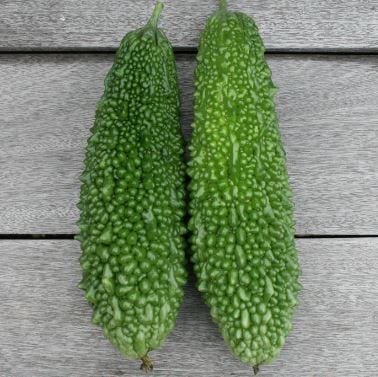 トキタ種苗　ニガウリ種子　ほろにがくん【取り寄せ注文】