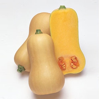 ナント種苗 カボチャ種子 すずなりバタ子さん【取り寄せ注文】＊種子有効期限2026年8月末