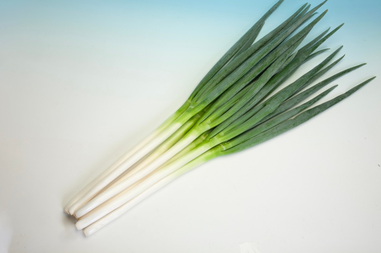 白ネギ 長ネギ 種子 森の奏でコート種子7000粒、ホワイトタイガー15000