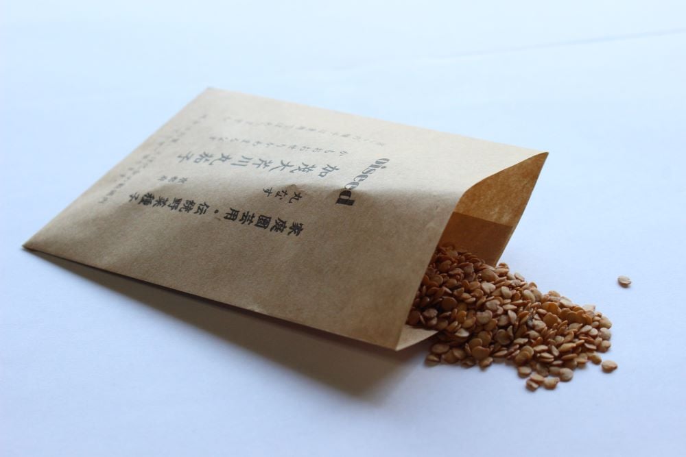 鶴頸種苗 ナス種子 加茂大芹川丸茄子（小袋：0.25ml） 【取り寄せ注文】＊種子有効期限2025年10月末 ※お取り寄せに1週間程かかります