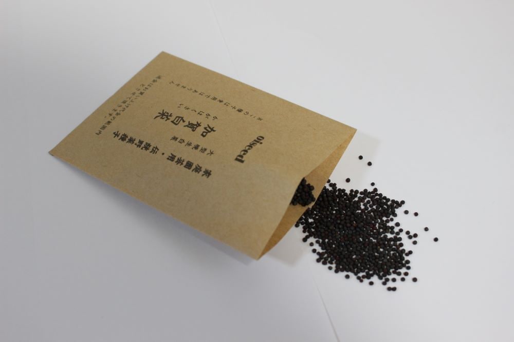鶴頸種苗 ハクサイ種子 加賀白菜（小袋：4ml）【取り寄せ注文】※お取り寄せに1週間程かかります