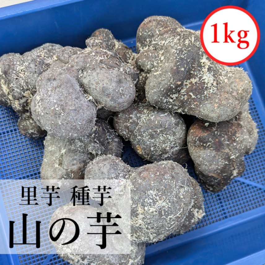 山の芋　里芋　種芋　1kg※3月頃～出荷予定