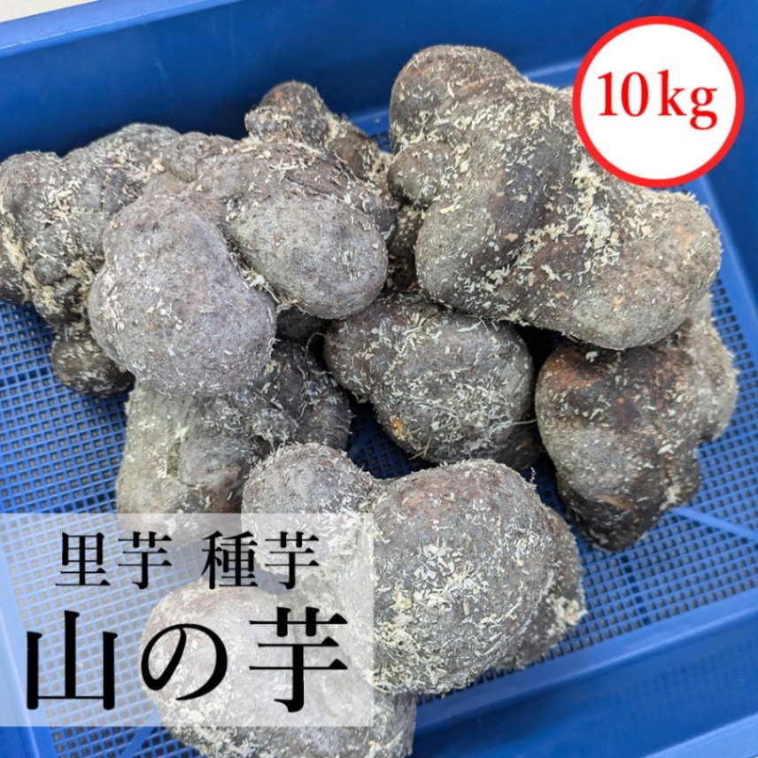 山の芋　里芋　種芋　10kg※3月頃～出荷予定