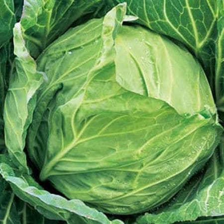 増田採種場 キャベツ種子 YR春系705号【取り寄せ注文】（説明分なし）