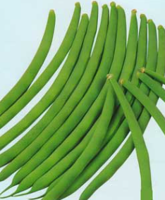 サカタのタネ インゲン種子 サクサク王子(つるなし)【取り寄せ注文】※2026年春品切れ